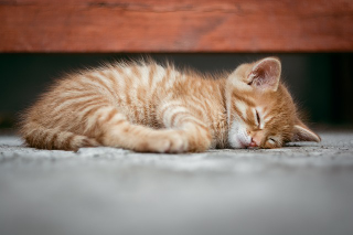 Picchia e uccide una gattina nel Biellese, denunciato un 63enne